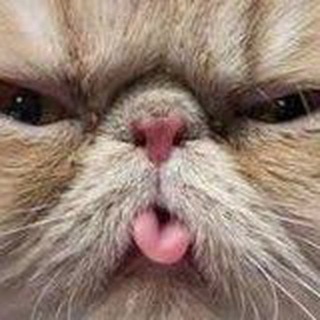 Логотип @gggvvvvvbnjh - Чат Мохнатый движ 🐱 Коты 🐶 Собаки