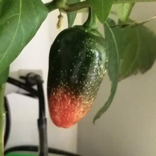 Логотип @gidroponicfarm - Растения на гидропонике