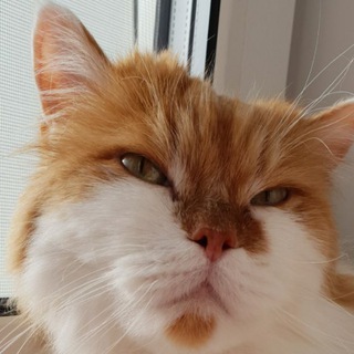 Логотип @gifchangan - Фуня