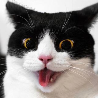 Логотип @gifkavd - 💥 GIFKA - VIDEOS DE RISA 💥