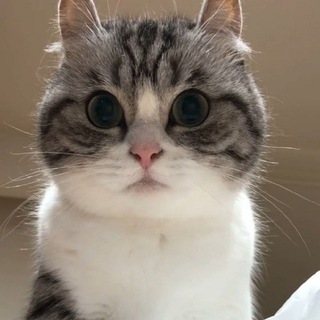 Логотип @gifs_komaru - Гифки комару