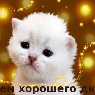 Логотип @gilbycomfortplalce - Болтовня с Гилби 🙌