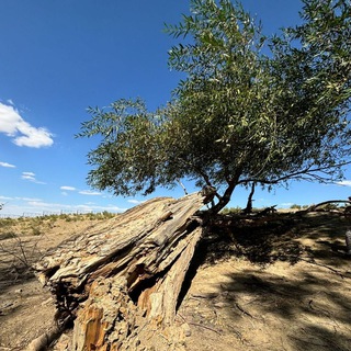 Логотип @GilevMD - Психиатрия. Канал доктора Гилёва о психиатрии.
