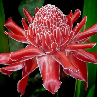 Логотип @ginger_ale_scents - Имбирная шипучка