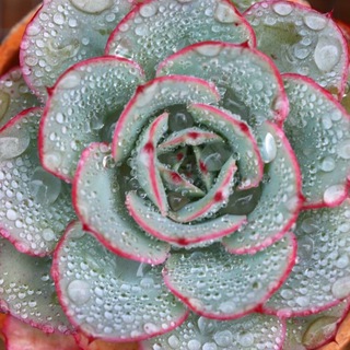 Логотип @ginger_flower777 - Ginger Flower