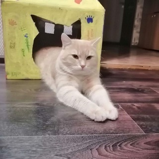 Логотип @gingercat4 - 𝔾𝕚𝕟𝕘𝕖𝕣 ℂ𝕒𝕥