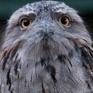 Логотип @gingerkatze - Когнитивная лёгкость бытия