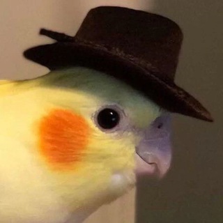 Логотип @gipapu - Папуги :>