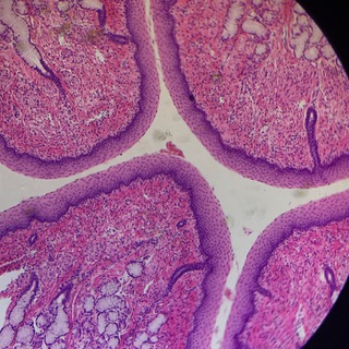 Логотип @gista_skillmed - Гистология by SkillMed 🔬🧬