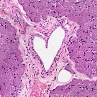 Логотип @gistologia_medika - Гиста киндеров🔬