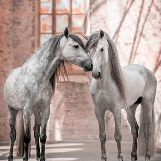 Логотип @glavniygap - 🕊Relax