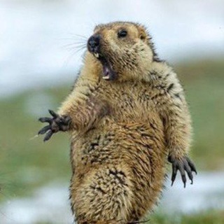 Логотип @glavredvovremyachumi - Главред во время чумы