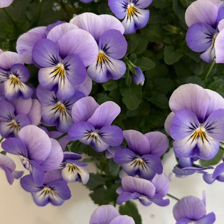 Логотип @glavzelen - Микрозелень «ГлавЗелень»