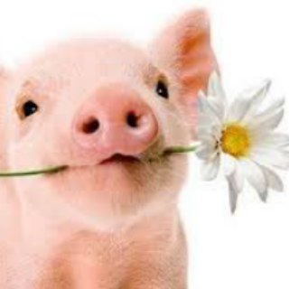 Логотип @glazki_hvostiki - Глазки, усики и хвостик. Животные. Милые и веселые :)