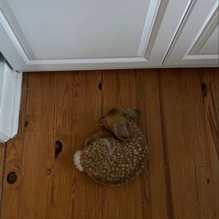 Логотип @glosssg - vampire mansion