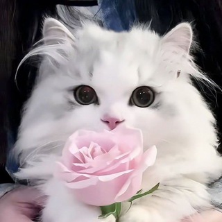 Логотип @glossywb - 𝘨𝘭𝘰𝘴𝘴𝘺 𝘸𝘣 ˚‧｡⋆:౨ৎ