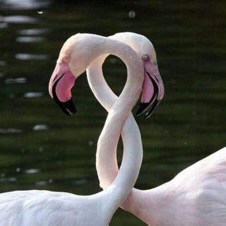 Логотип @gm_gupalo - Фиговые осы