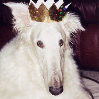 Логотип @gmcfederation - Borzoi Pictures