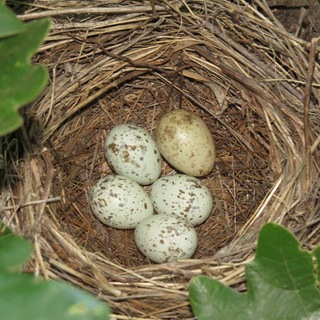 Логотип @gnezdo3 - Собрание Яиц Высшей Категории