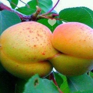 Логотип @gnilye_slivy - Гнилые СЛИВЫ