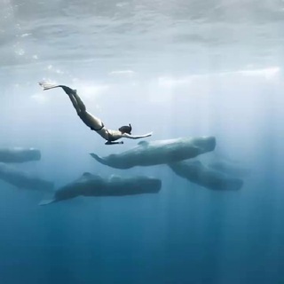 Логотип @go_mauritius - ТУРЫ НА МАВРИКИЙ | КИТЫ 🐋