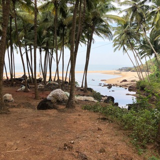 Логотип @goachanels - 🏝️ GOA | Гоанские группы