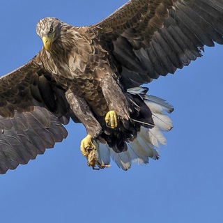 Логотип @goandcode - Go and code