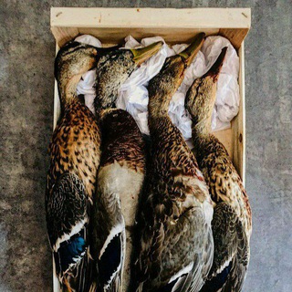 Логотип @gobet_com - GoBet.com