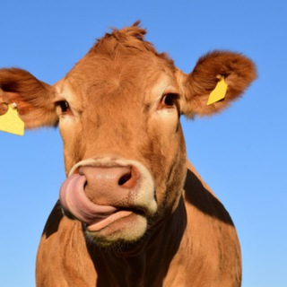 Логотип @gokopoba_1 - GoKopoba