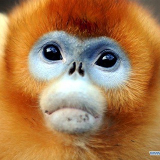 Логотип @goldenshitposting - Golden Goldposting