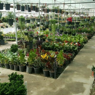 Логотип @golnahalxabazi - گل و گیاه 🌵مهندس خبازی🌵