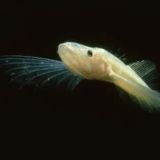 Логотип @golomyanka138 - Байкальская голомянка