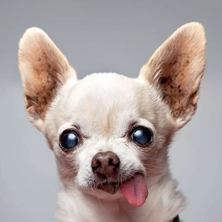 Логотип @golosserbz - Голос сердца бот🌺🌸