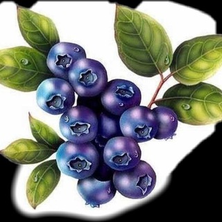 Логотип @golubikatih - Golubika_tih