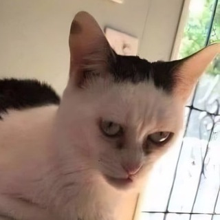 Логотип @gomunkyll - Гомункул