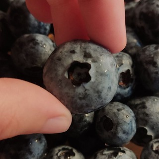 Логотип @gonobobelkasya - Гонобобель 🫐 и Клеопатра Сюргрик 🐾