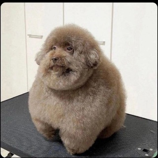 Логотип @goobagoo - Тупые мемы каждый день