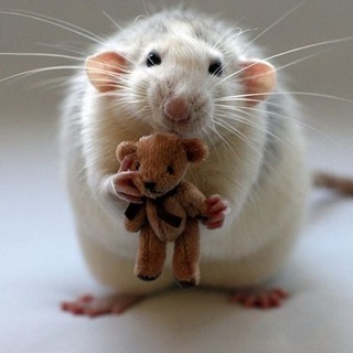 Логотип @good_memes_42 - Добрые Мемы