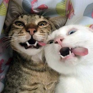 Логотип @good_meow - Котики - розовые ротики ^^