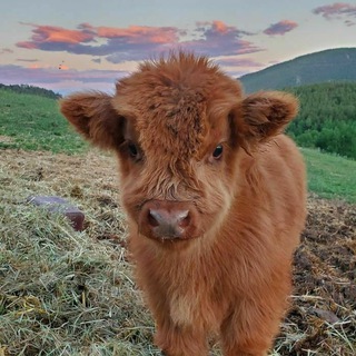 Логотип @gooddemonchat - демоны вы тута?