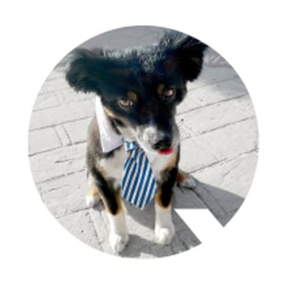 Логотип @gooddog_usa - GoodDog-USA.com