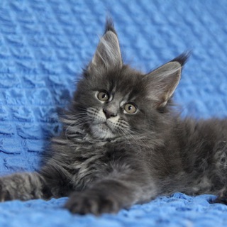 Логотип @goodlodmein - МЕЙН-КУН / питомник Good LodMеin