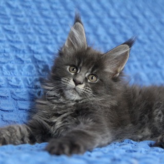 Логотип @goodlodmeinchat - Чат для обсуждений