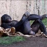 Логотип @goodluckprofit - goodluckprofit