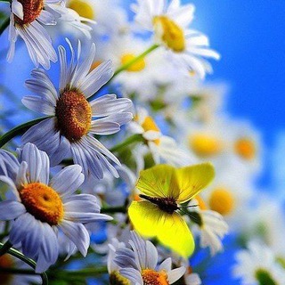 Логотип @goodmorningcom - Доброе утро 🍀