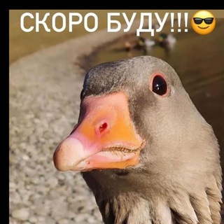 Логотип @goose_hunter51 - Охота на гуся