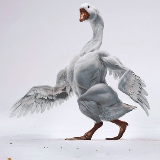 Логотип @goose_pen - Гусиное перо