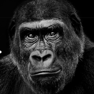Логотип @gorillanewsrw - Горилла