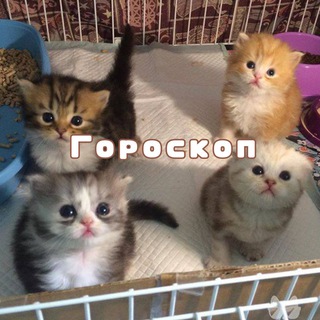 Логотип @goroskops_sska - •Гороскоп•сс•