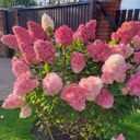 Сад - магазин - питомник gortenziya_house